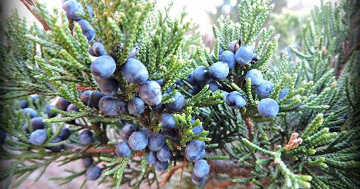 Cedar Berries