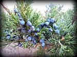 Cedar Berries