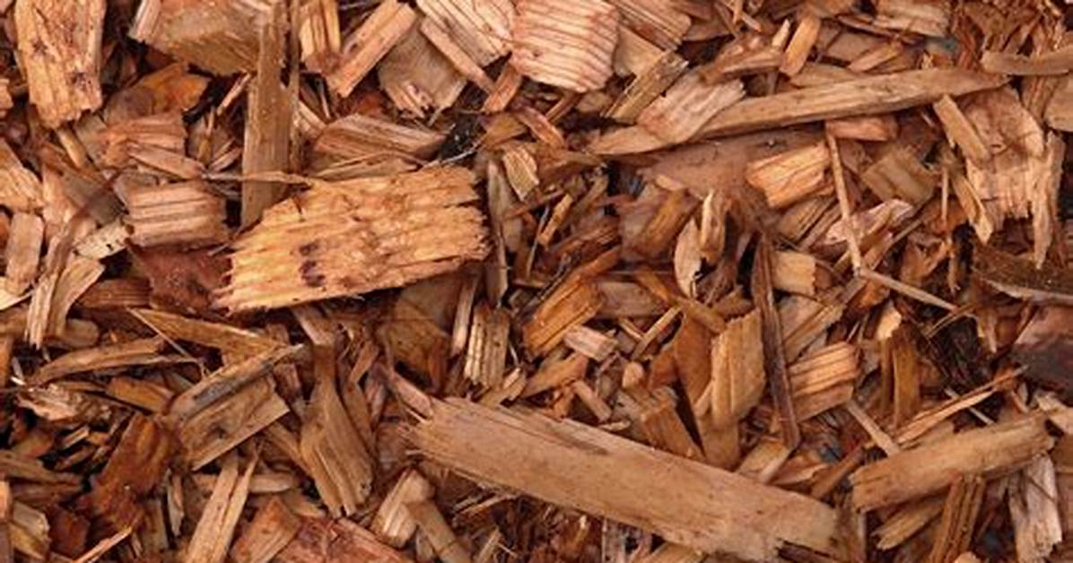 Cedar Chips