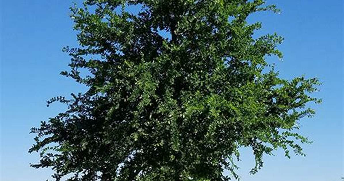 Cedar Elm