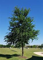 Cedar Elm