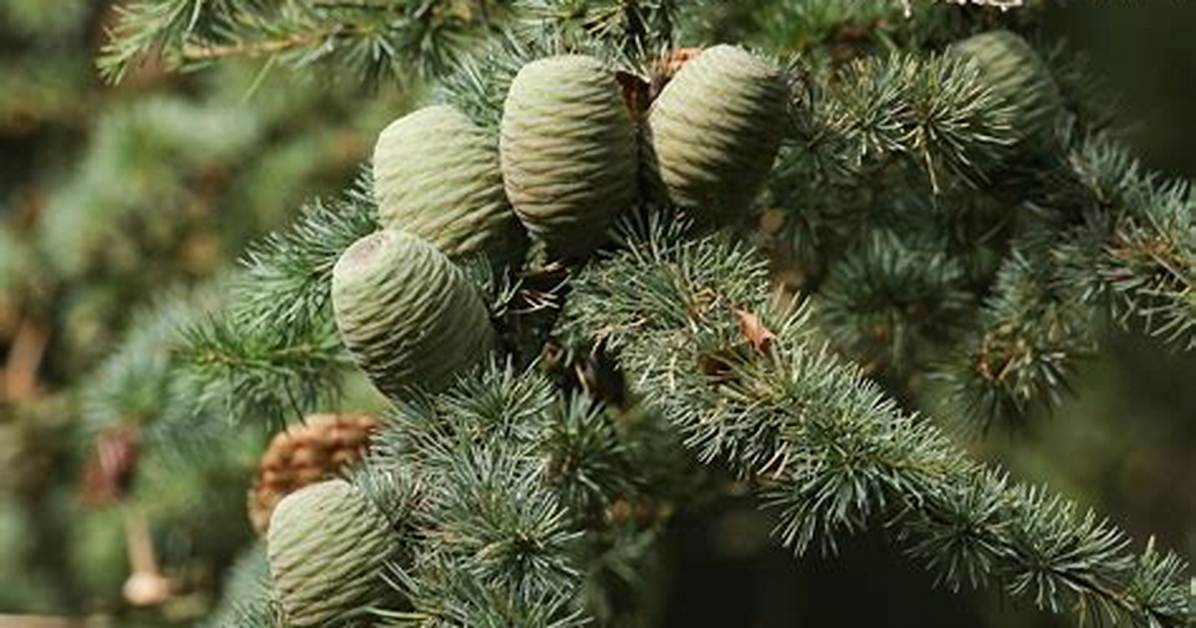 Cedar Pine