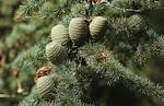 Cedar Pine