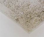 Ceiling Mold