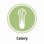 Celery Allergy