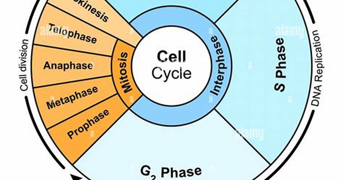 Cell Cycle Order