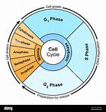 Cell Cycle Order