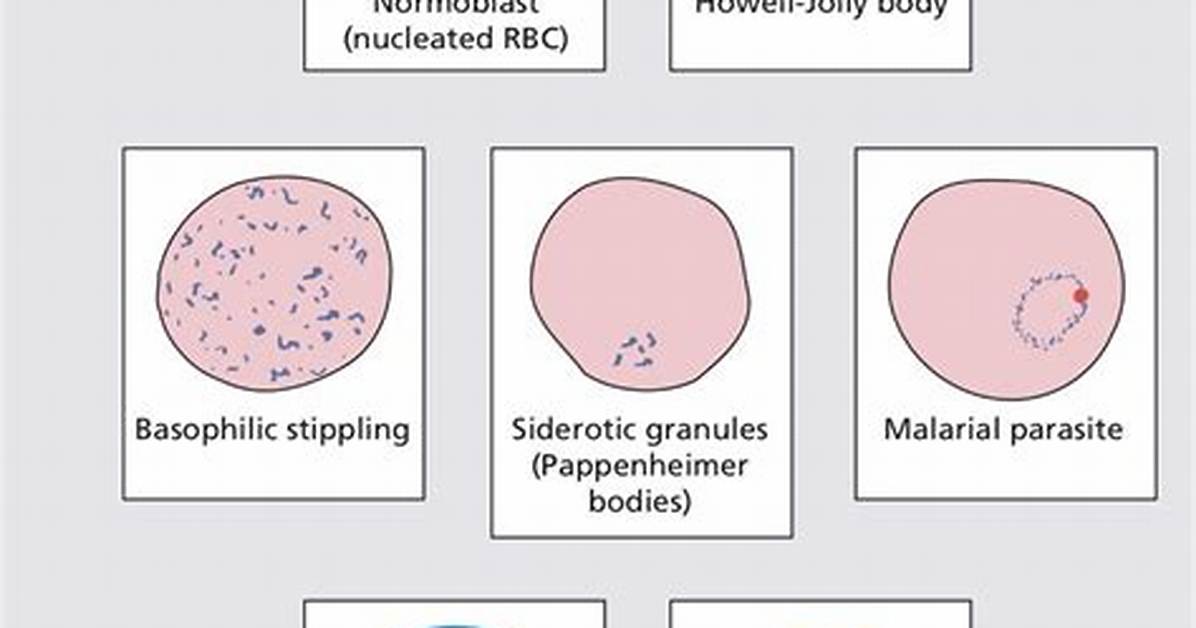 Cell Inclusions