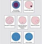 Cell Inclusions