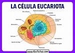 Celula Eucariota Partes