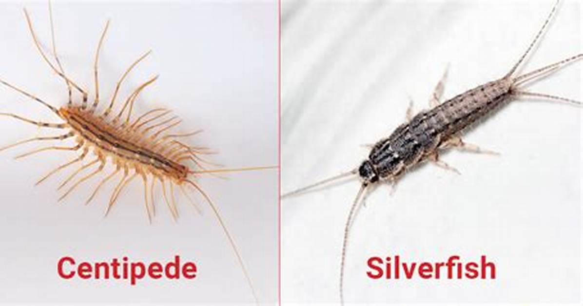 Centipede Silverfish