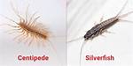 Centipede Silverfish