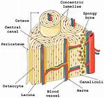Central Canal Bone