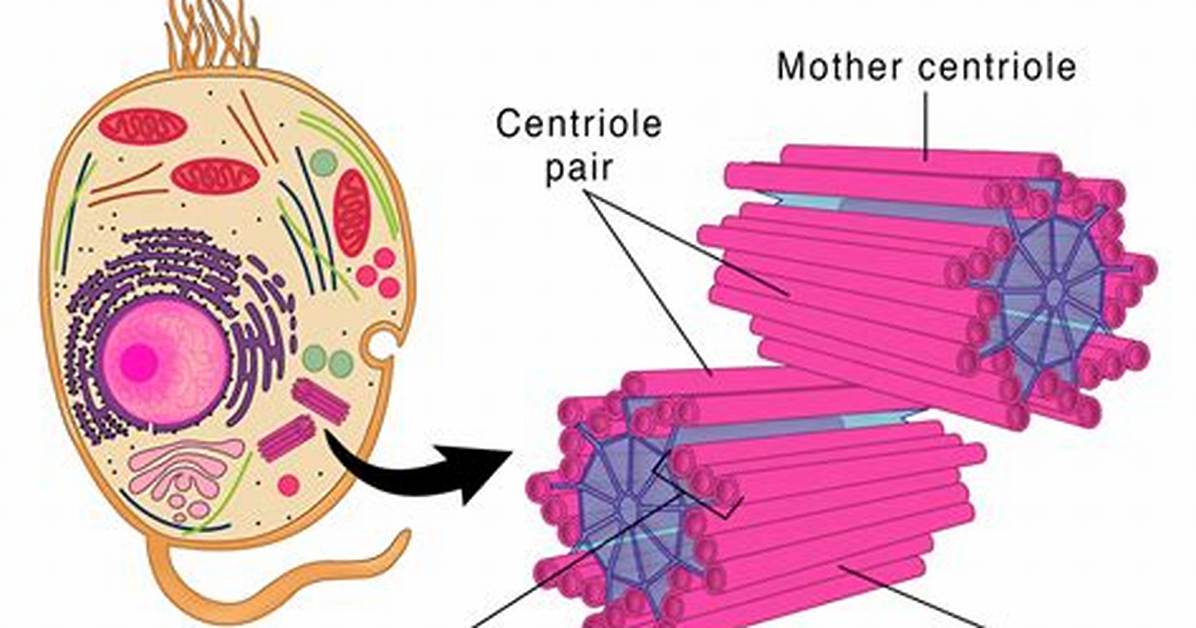 Centriole Function