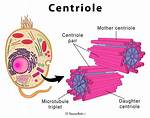 Centriole Function
