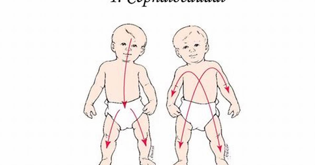 Cephalocaudal Development