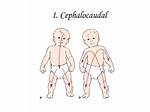 Cephalocaudal Development