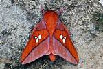 Cerise Moth