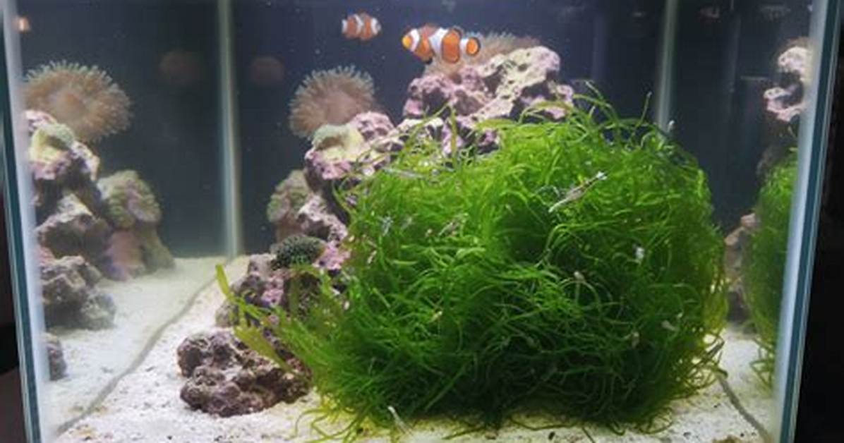 Chaeto