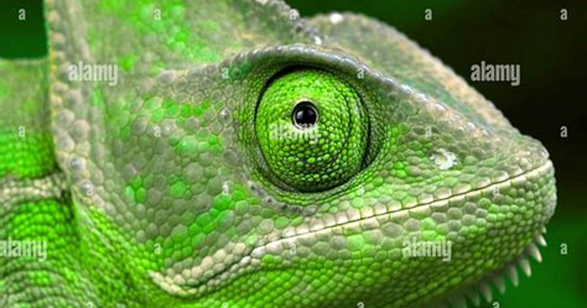 Chameleon for Example