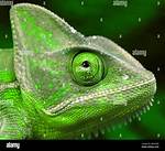Chameleon for Example