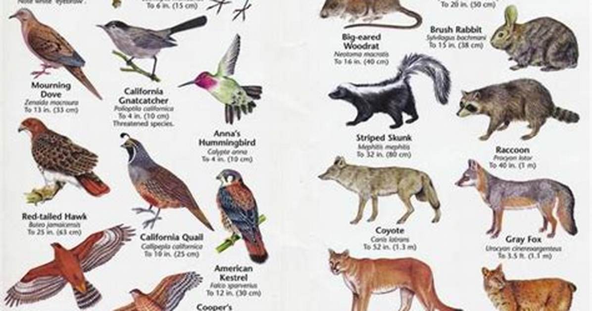 Chaparral Animals