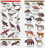 Chaparral Animals