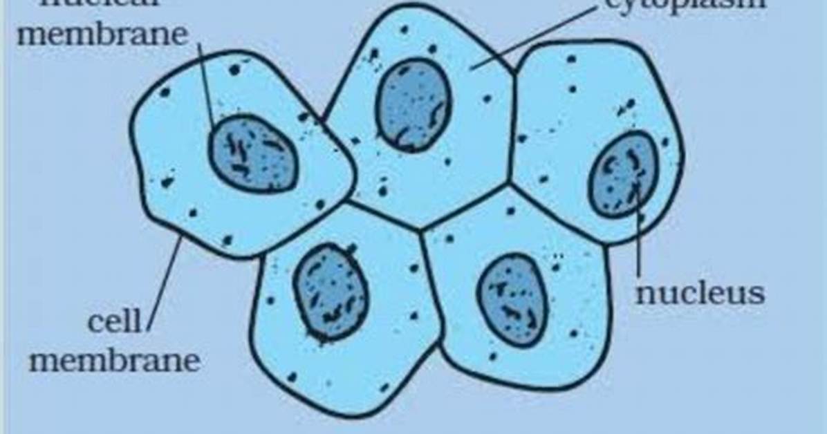 Cheek Cell