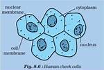Cheek Cell