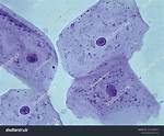 Cheek Cells