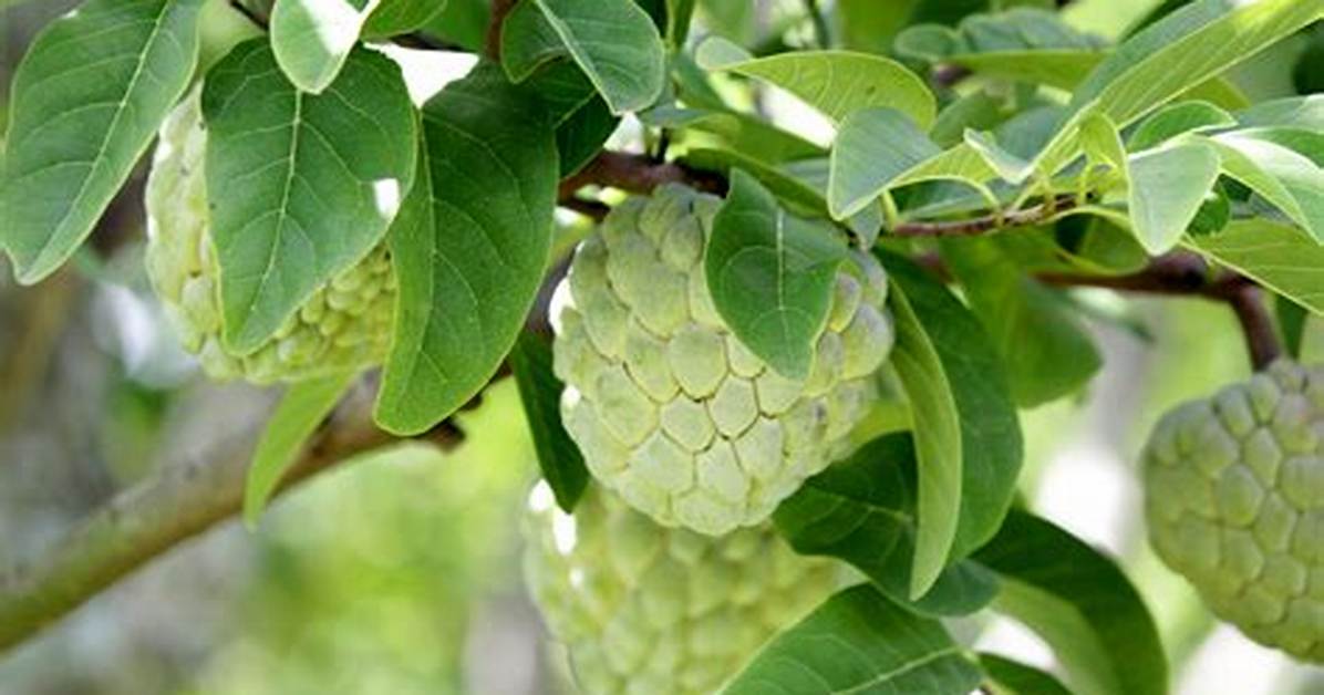 Cherimoya Tree
