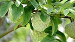 Cherimoya Tree