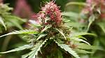 Cherry Kush Strain