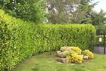 Cherry Laurel Hedge