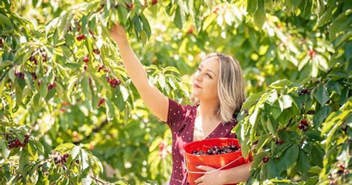 Cherry Picking Definition