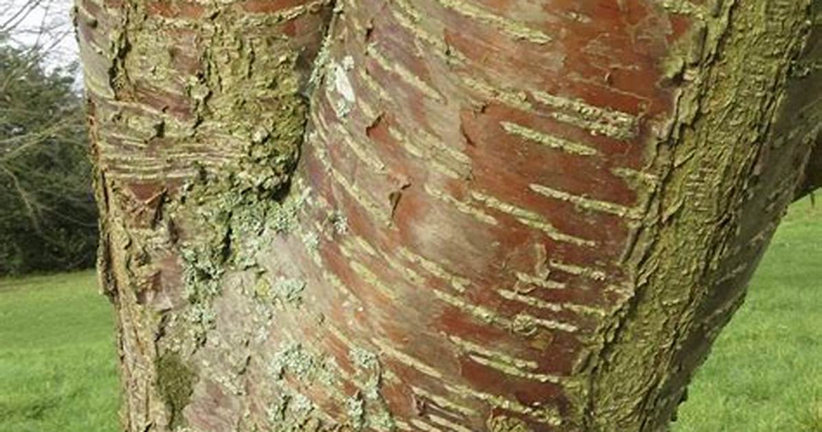 Cherry Tree Bark