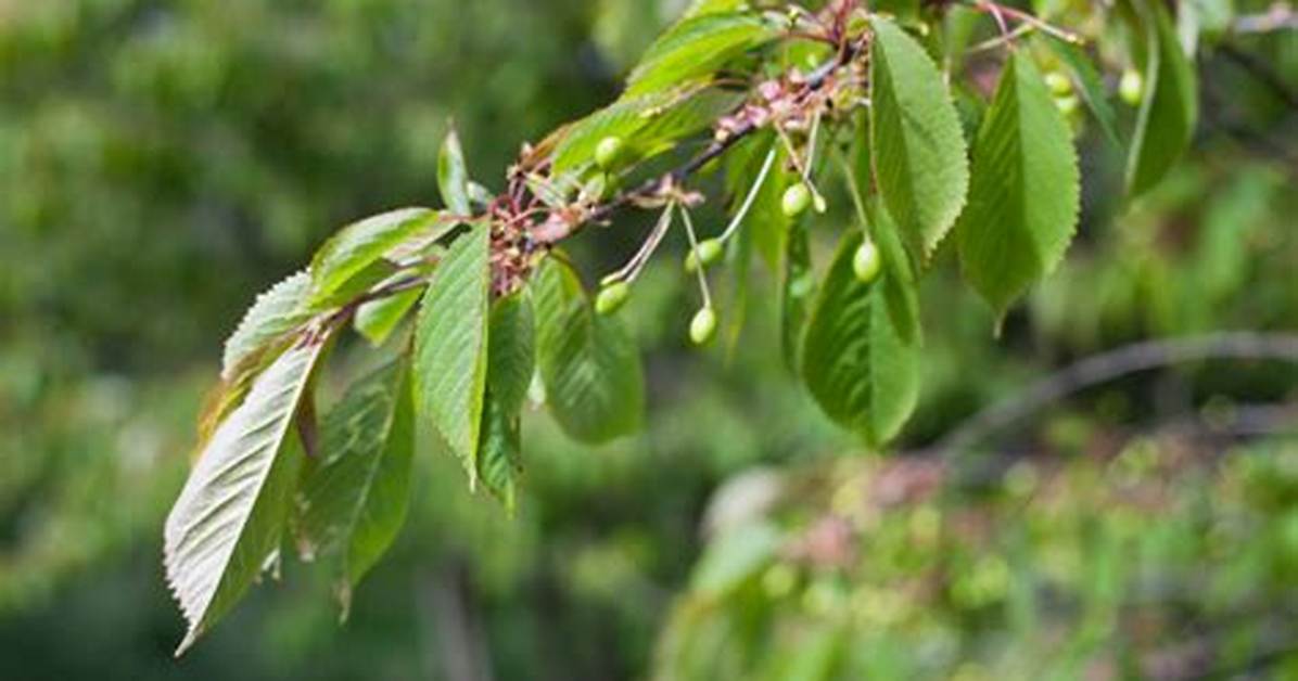 Cherry Tree Leaves