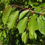 Cherry Tree Leaves