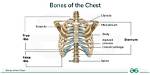 Chest Bone