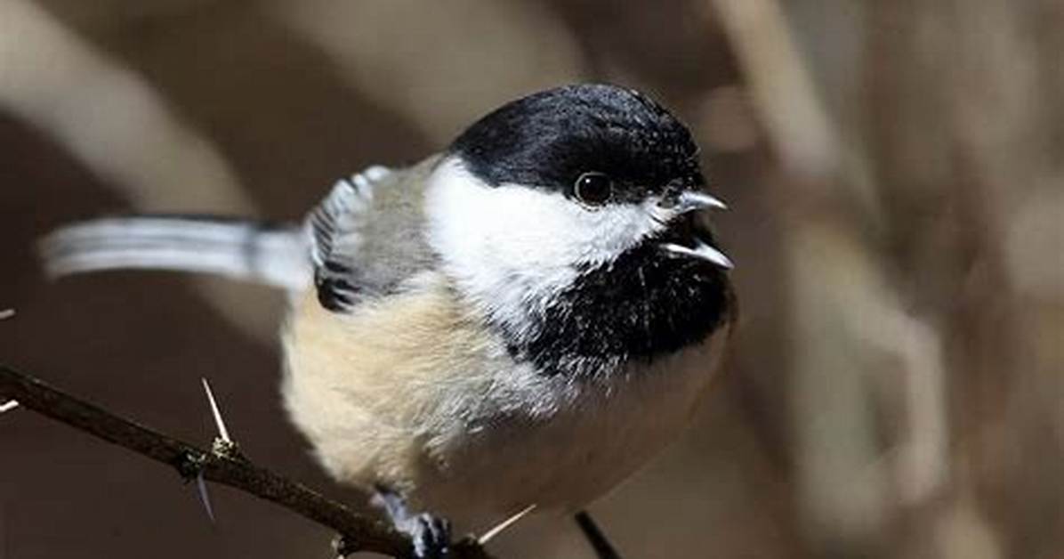 Chickadee Sound
