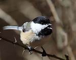 Chickadee Sound