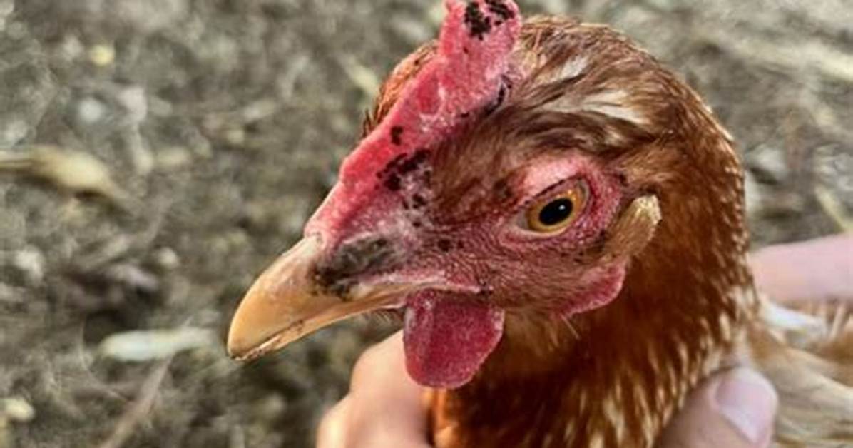 Chicken Fleas