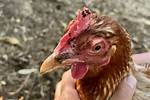 Chicken Fleas