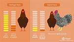 Chicken Life Expectancy