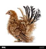 Chicken Tail Down