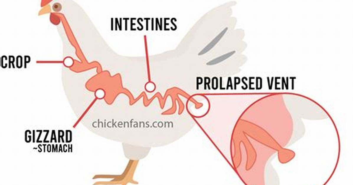 Chicken Vent
