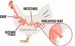 Chicken Vent
