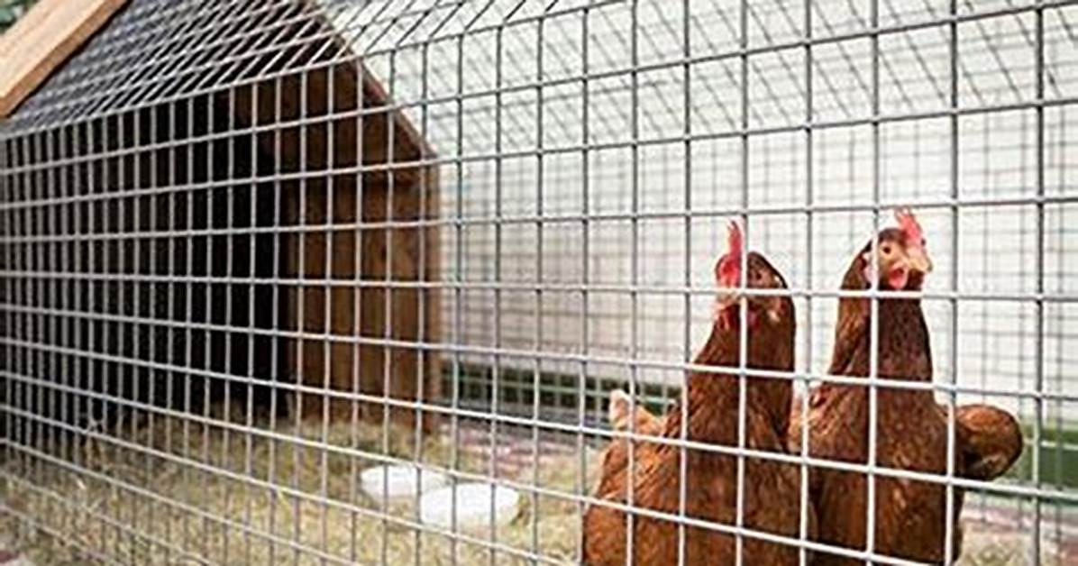 Chicken-Wire Enclosure