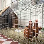 Chicken-Wire Enclosure