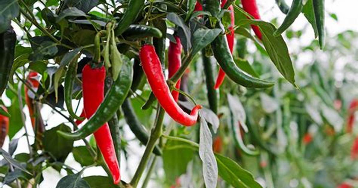 Chilli Plant